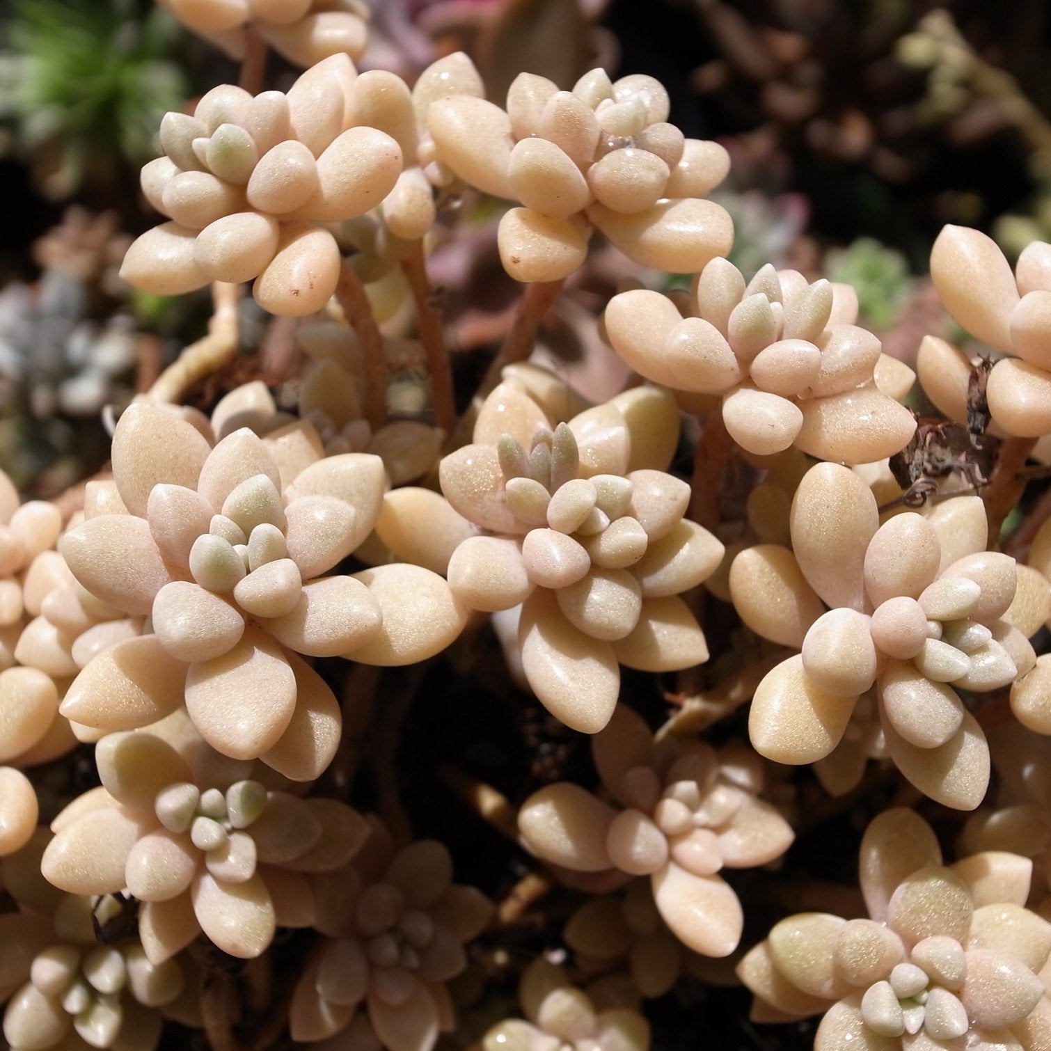 mendozae succulent Graptopetalum mendozae, 10 Seeds, Succulent Seeds