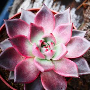 Romeo Wax Agave, Echeveria agavoides "Romeo", 10 Seeds, Rare Succulent Seeds