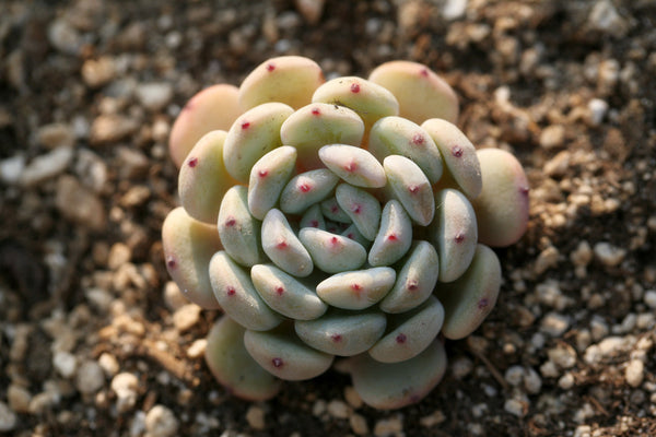 Jenny's Premium HYBRID Seed Mix, 20 Seeds, Premium Echeveria Species, RANDOM Hybridization