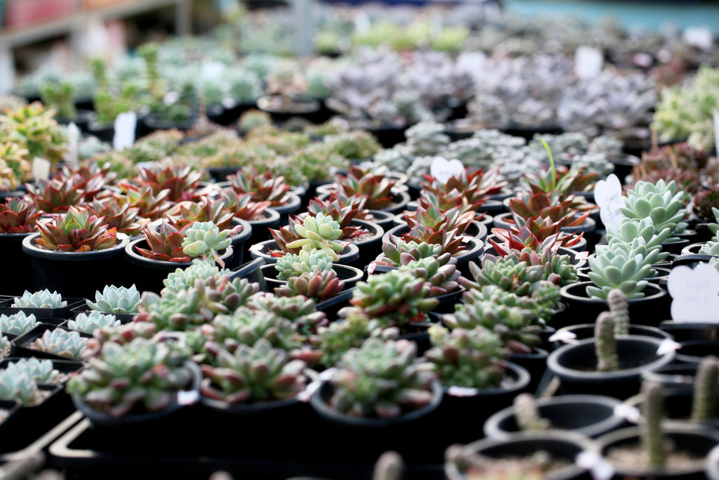 succulent seeds online Echeveria Seed Mix, 25 Seeds, Echeveria Collection, Succulent Seeds