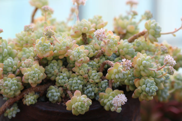 Sedum perezdelarosae, 10 Seeds, Rare Succulent Seeds