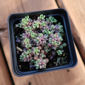 blue succulent seeds Corsican Stonecrop, 10 Seeds, Sedum dasyphyllum, Blue Tears, Succulent