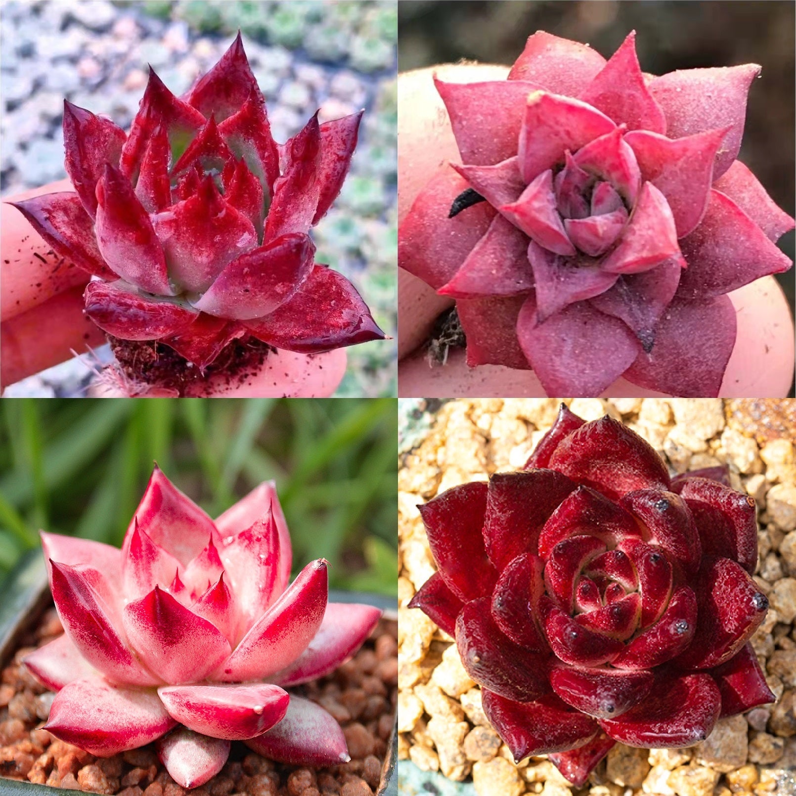 Romeo/Romeo Rubin Hybrid, 10 Seeds, Succulent Seeds