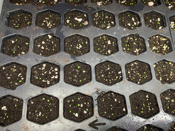 Lavender Pebbles, Graptopetalum amethystinum, 20 Seeds, Moonstone, Rare Succulent Seeds