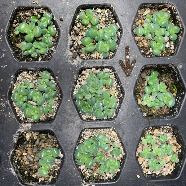 Lavender Pebbles, Graptopetalum amethystinum, 20 Seeds, Moonstone, Rare Succulent Seeds
