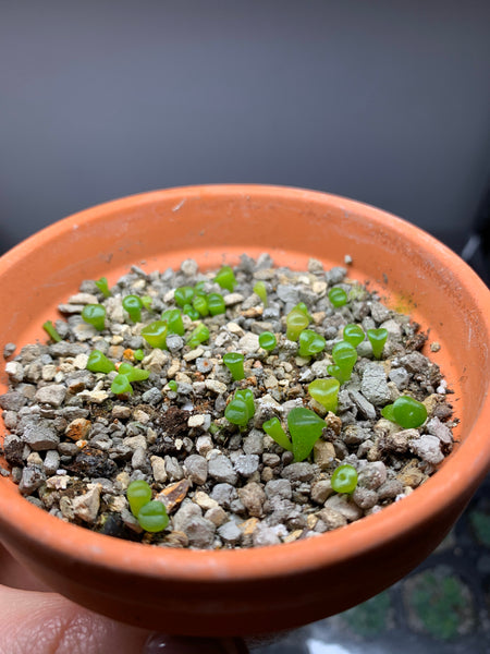 Lithops Seed Mix, 25 Seeds, Lithops Collection, Living Stones