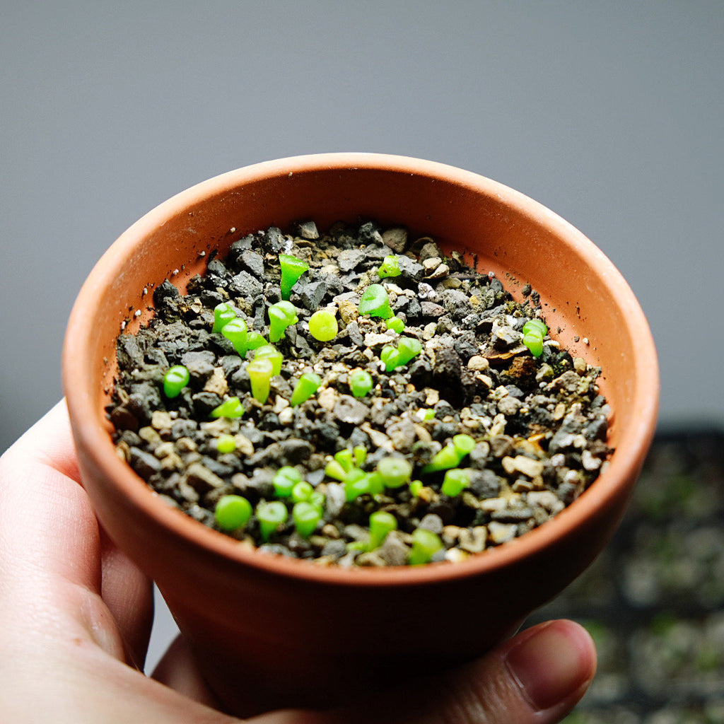 seeds for succulents Lithops karasmontana Mix, 25 Seeds, Succulent Seeds