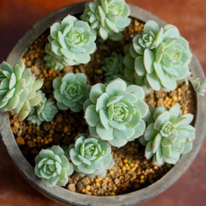 where to buy succulent seeds Painted Lady, 10 Seeds, Echeveria derenbergii, Succulent Seeds