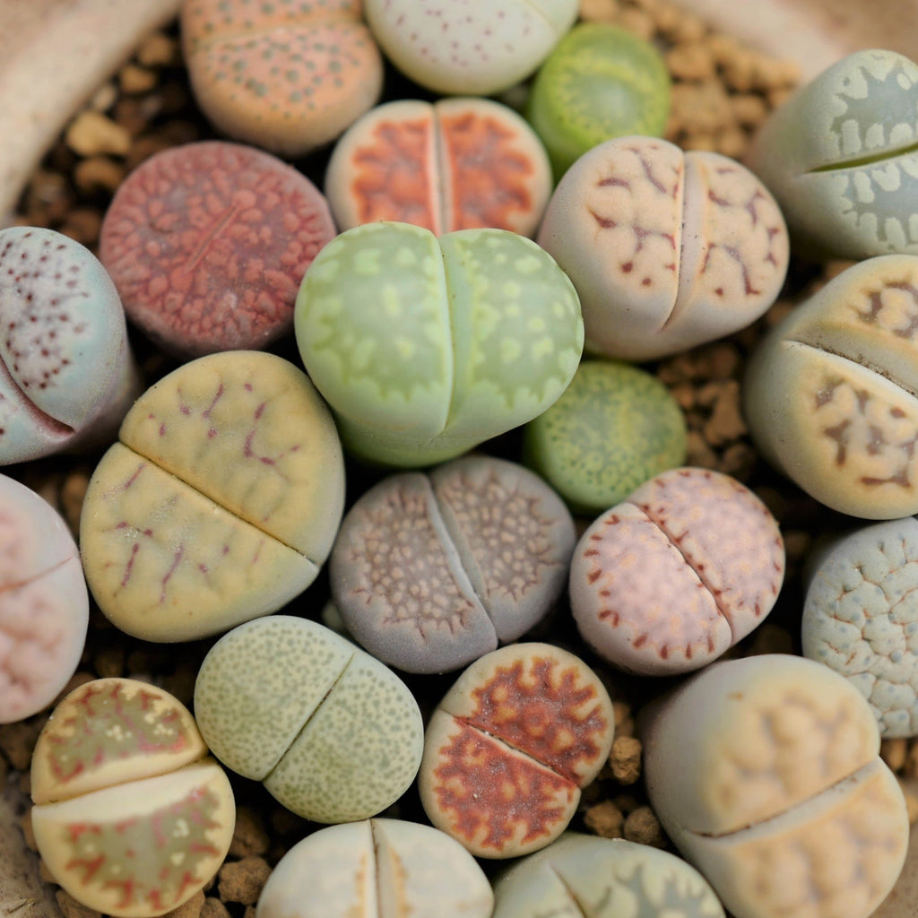 succulents that look like rocks Lithops karasmontana Mix, 25 Seeds, Succulent Seeds