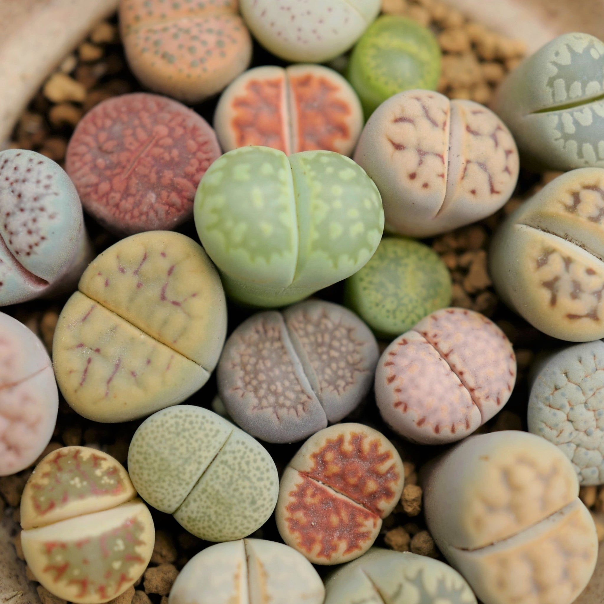 lithops succulents seeds Lithops karasmontana Mix, 25 Seeds, Succulent Seeds