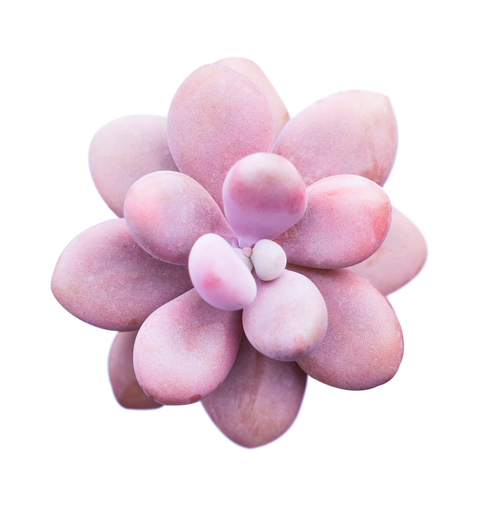 lavender pebble succulent Lavender Pebbles, Graptopetalum amethystinum, 20 Seeds, Moonstone, Rar