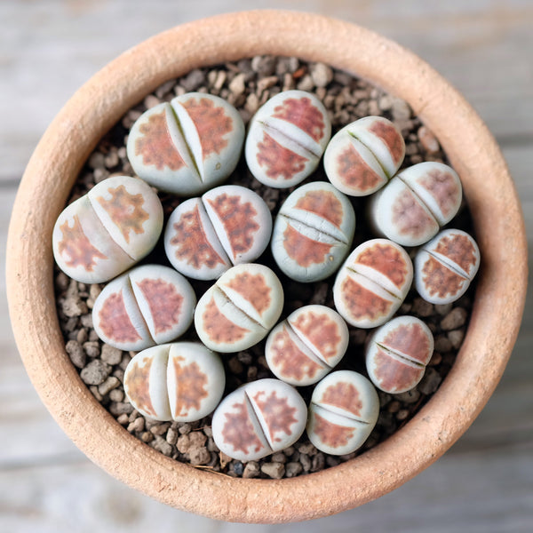 Lithops karasmontana "red top", 10/20 Seeds, Rare Lithops Seeds