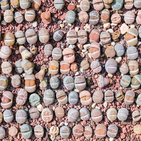 Lithops Seed Mix, 25 Seeds, Lithops Collection, Living Stones