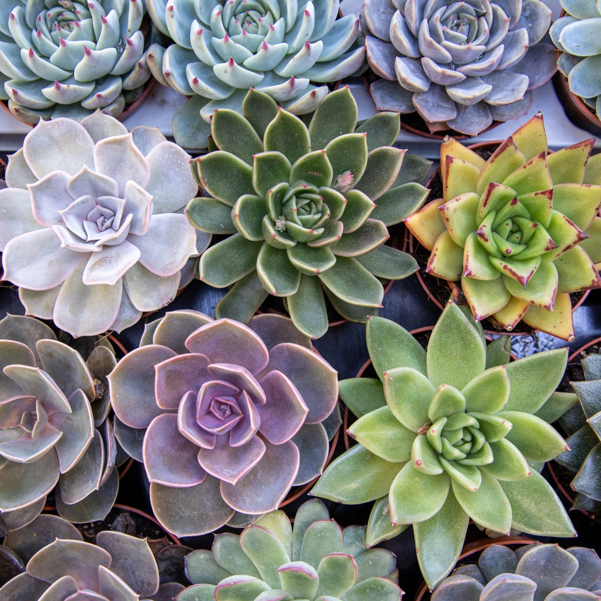germinate succulent seeds Echeveria Seed Mix, 25 Seeds, Echeveria Collection, Succulent Seeds