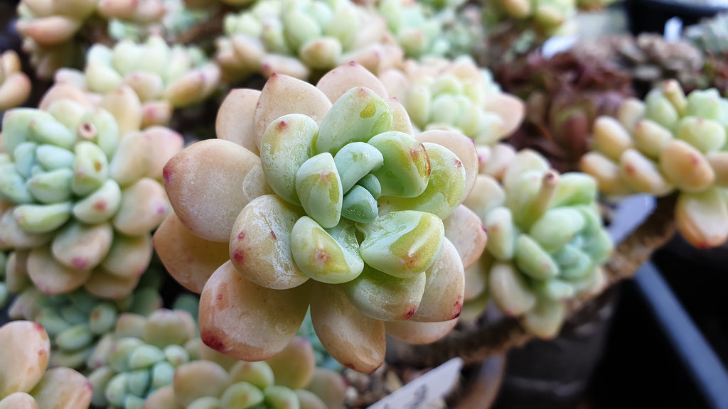 korean succulent seeds Tiscalatengo Gorge Sedum, 10 Seeds, Succulent Seeds
