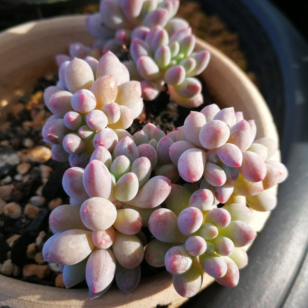 Baby Finger, 10/20 Seeds, Pachyphytum machucae, Rare Succulent Seeds