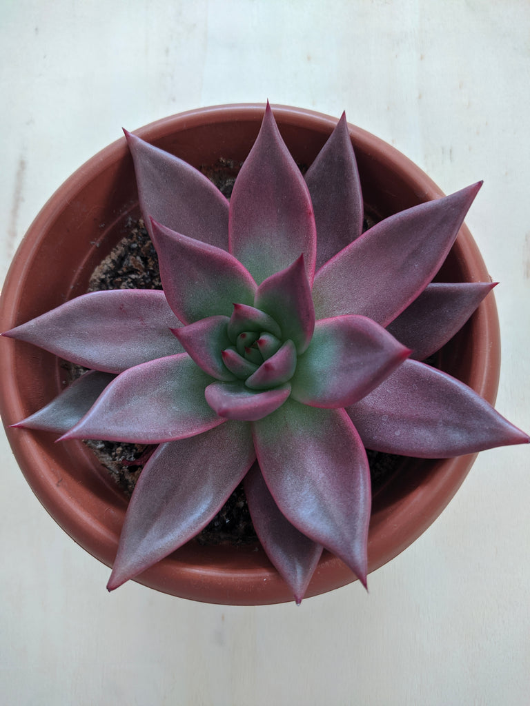wax agave succulent Romeo Wax Agave, Echeveria agavoides "Romeo", 10 Seeds, Rare Succulent