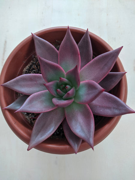 Romeo Wax Agave, Echeveria agavoides "Romeo", 10 Seeds, Rare Succulent Seeds