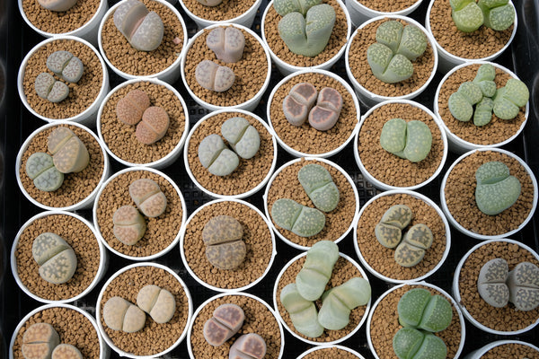 Lithops Seed Mix, 25 Seeds, Lithops Collection, Living Stones