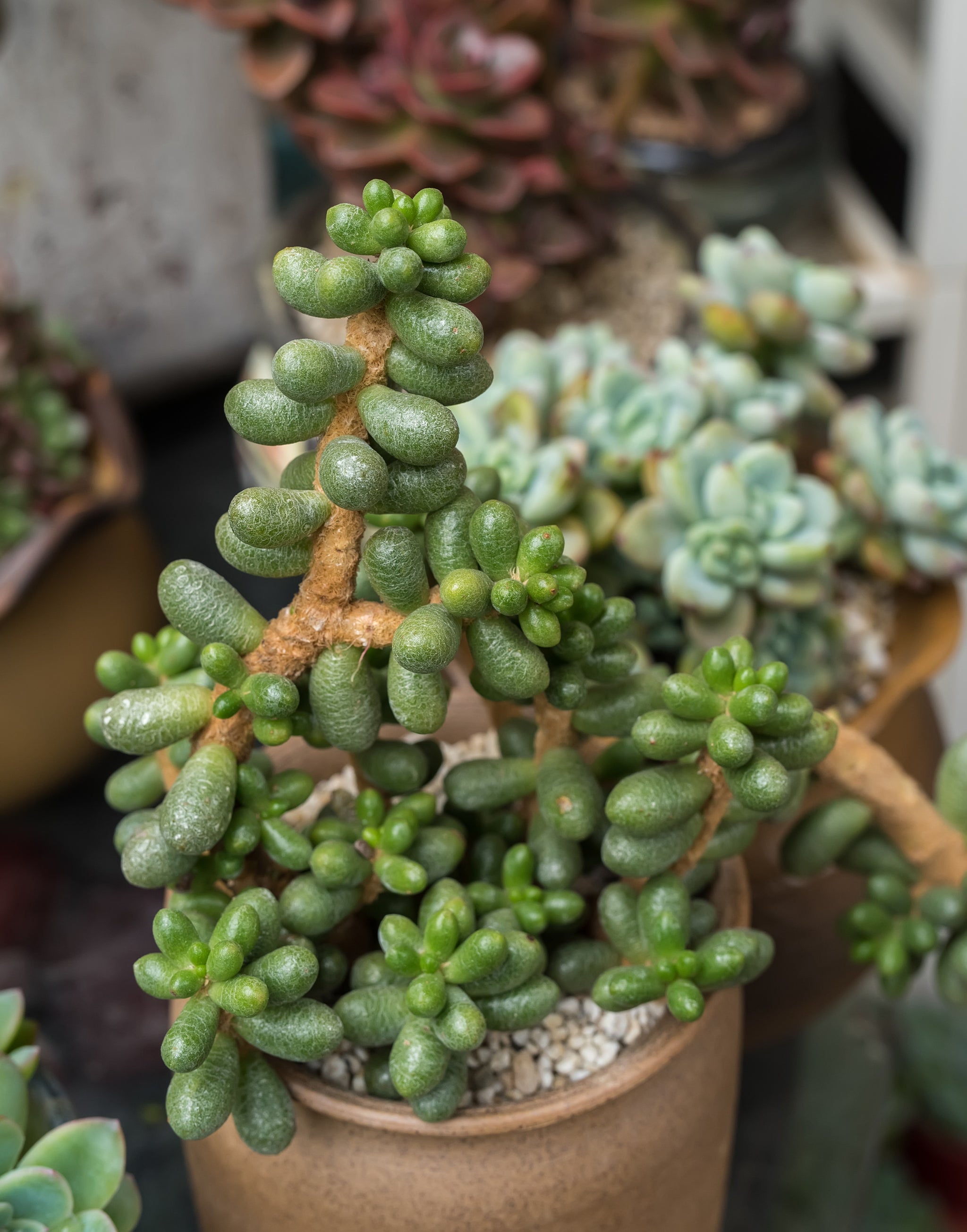 Bonsai Sedum, 10 Seeds, Sedum furfuraceum, Succulent Seeds, Fuzzy Leav