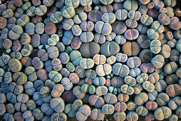 Lithops karasmontana Mix, 25 Seeds, Succulent Seeds