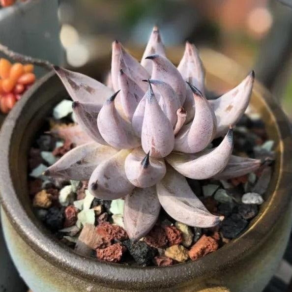 claw succulent Devil's Claw, 10 Seeds, Rare Succulent Seeds