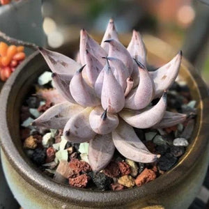 rare succulent seeds Devil's Claw, 10 Seeds, Rare Succulent Seeds