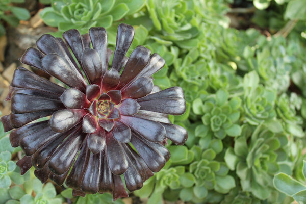 Aeonium Seed Mix, 25 Seeds, Aeonium Collection, Succulent Seeds