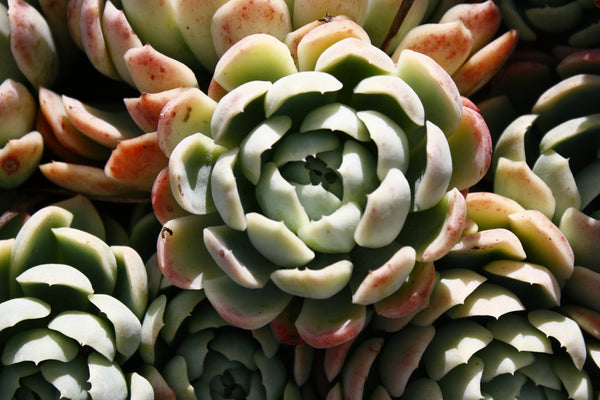 Jenny's Premium HYBRID Seed Mix, 20 Seeds, Premium Echeveria Species, RANDOM Hybridization