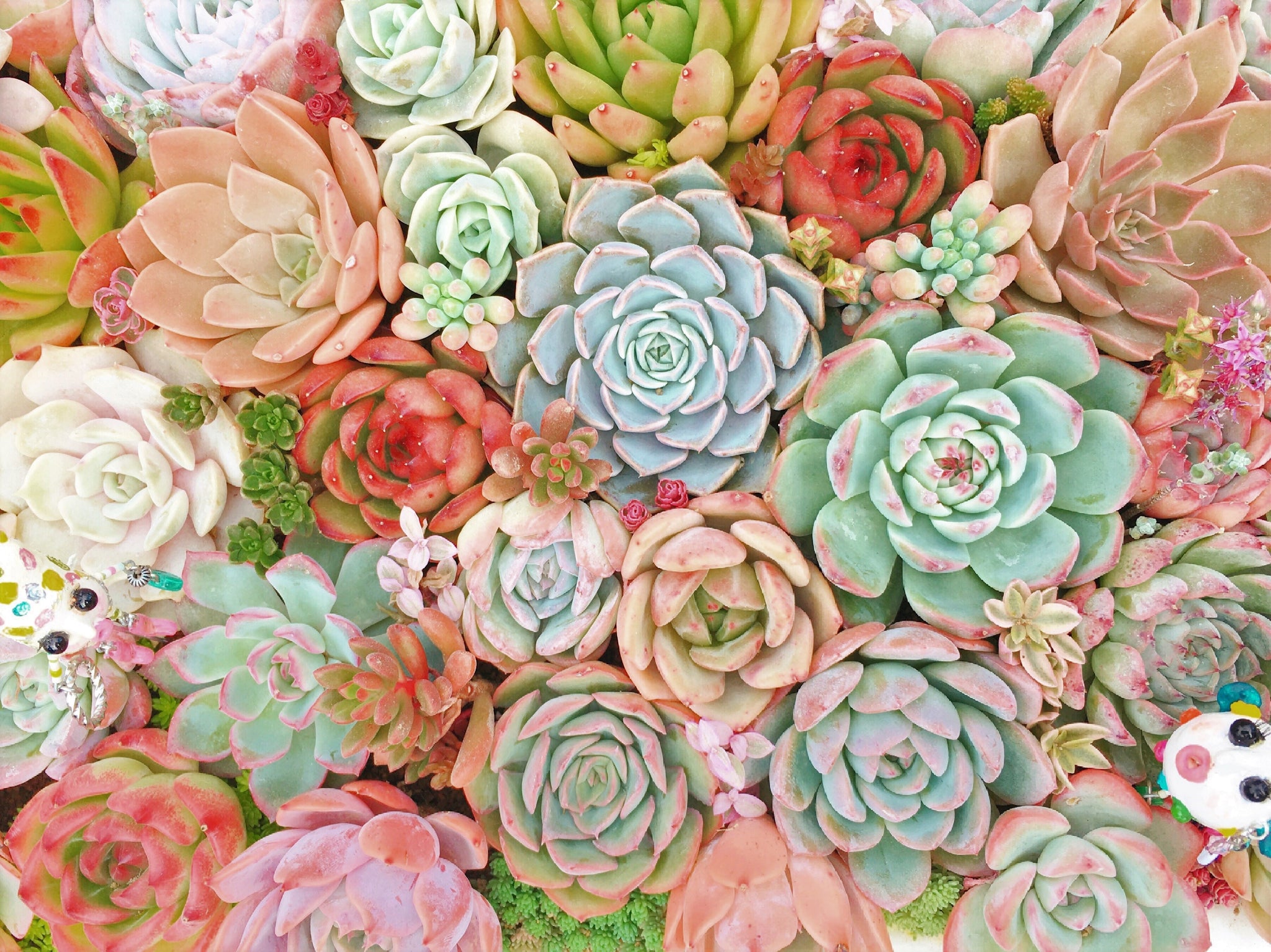 Echeveria Seed Mix, 25 Seeds, Echeveria Collection