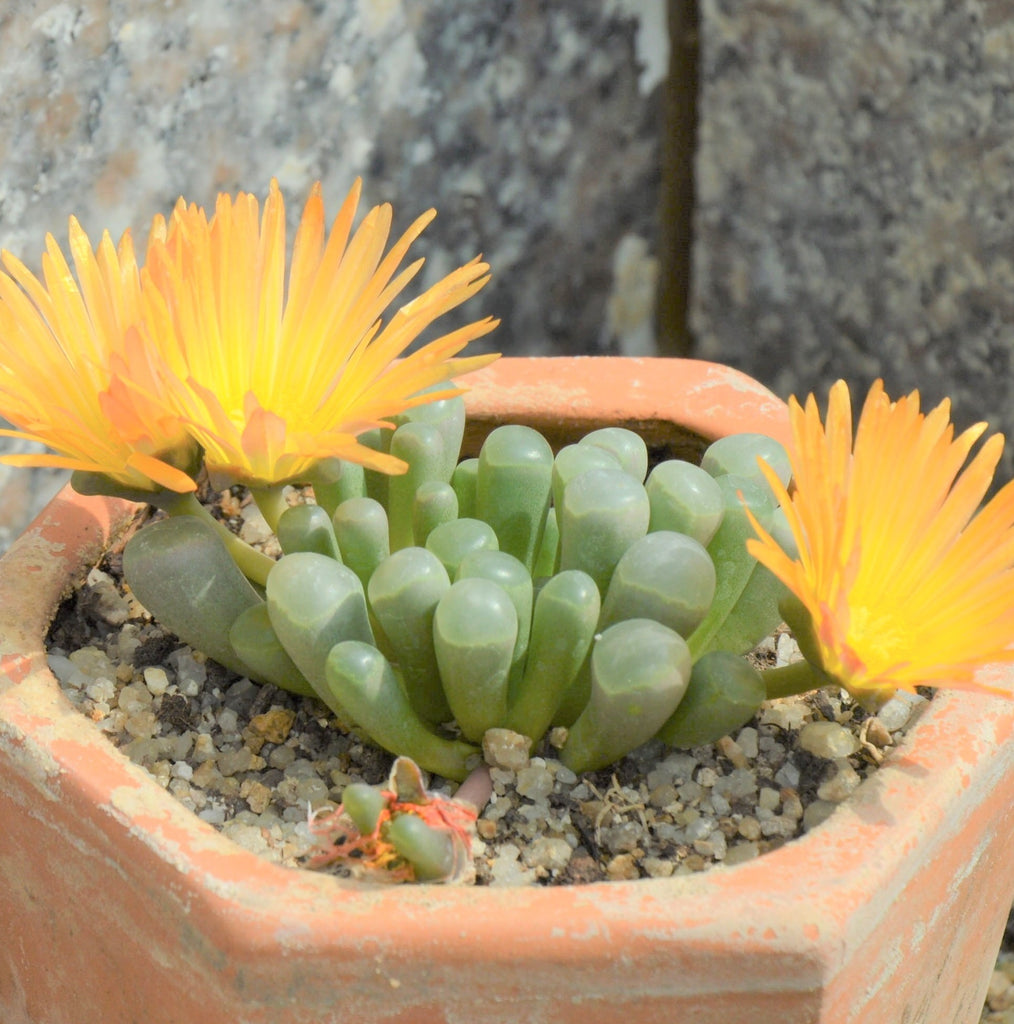 outdoor succulent seeds Baby Toes, 20 Seeds, Succulent Seeds, Indoor/Outdoor, All-year Seed