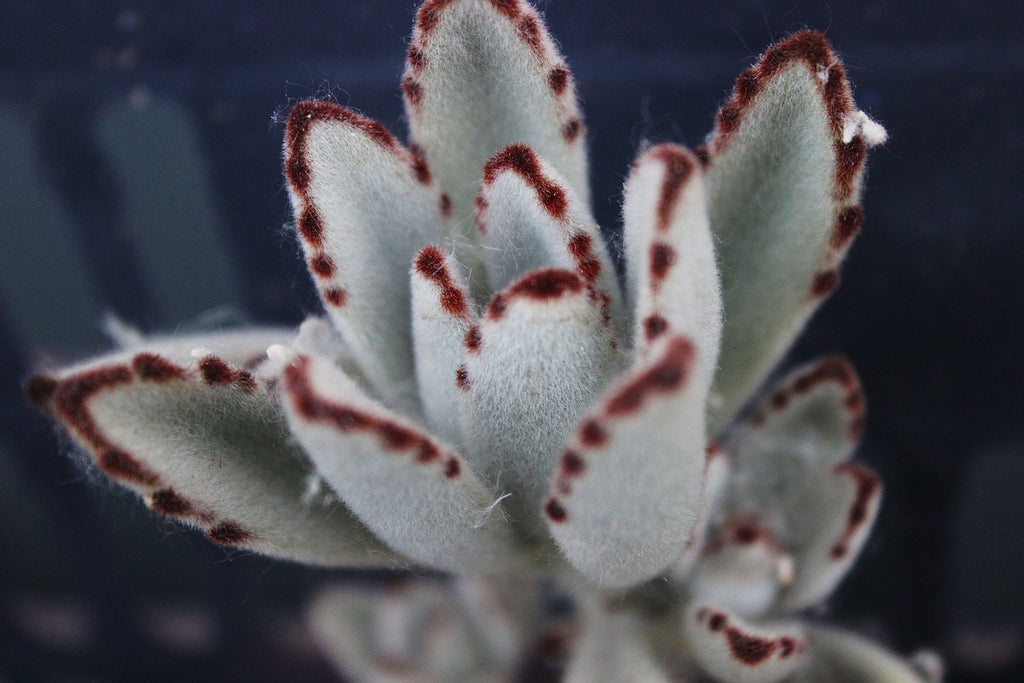 panda plant seeds Panda Plant, 20 Seeds, Kalanchoe tomentosa, Chocolate Soldier, Succule