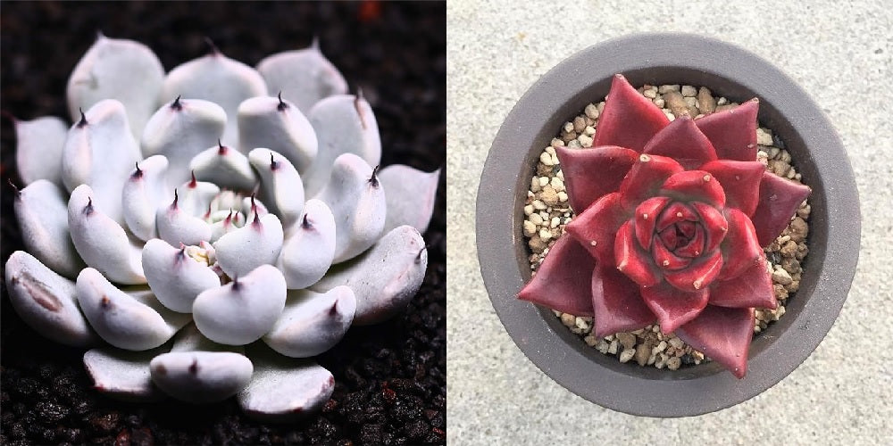 black succulent seeds Black Claw x Romeo Rubin, 10 Seeds, Hybrid Seeds, Succulent Seeds