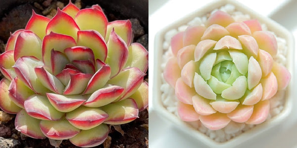 Mexico pulidonis  x 'alba', 10 Seeds, Hybrid Seeds, Succulent Seeds